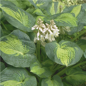 Hosta sieboldii Great Expectations