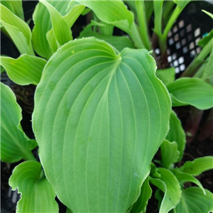 Hosta Niagra Falls