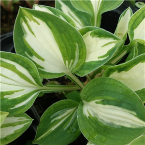 Hosta Pandoras Box