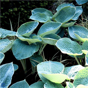 Hosta sieboldiana Big Daddy