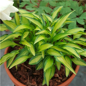 Hosta Teeny Weeny Bikini