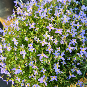 Houstonia caerulea Millards Variety