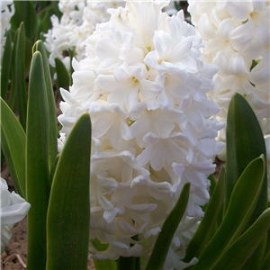 Hyacinth Top White Loose Bulbs