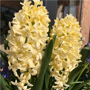 Hyacinth City Of Harlem. Loose Bulbs