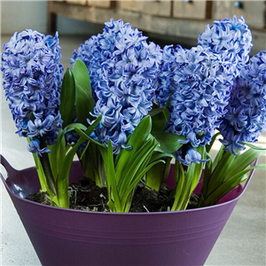 Hyacinth Delft Blue.