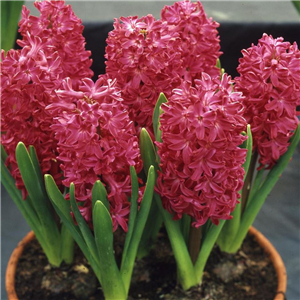 Hyacinth Jan Bos. Loose Bulbs