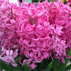 Hyacinth Pink Pearl. Loose Bulbs