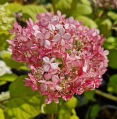 Hydrangea arborescens Pink Annabelle