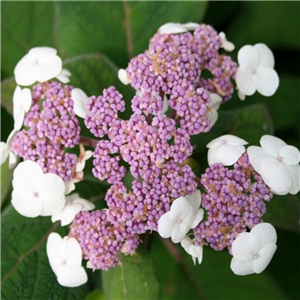 Hydrangea aspera Macrophylla