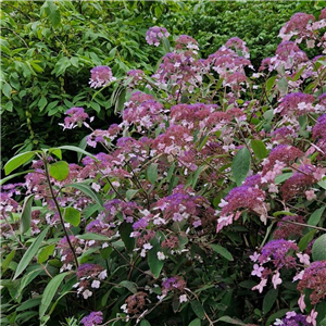 Hydrangea aspera Anthony Bullivant