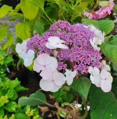 Hydrangea aspera sargentiana