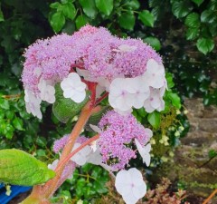 Hydrangea aspera sargentiana