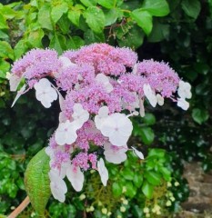 Hydrangea aspera sargentiana