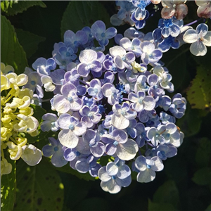 Hydrangea macrophylla Ayesha