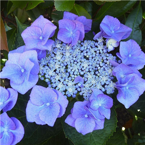 Hydrangea Macrophylla 'blaumeise' 