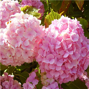 Hydrangea macrophylla Bouquet Rose