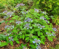 Hydrangea serrata Crug Cobalt