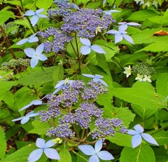 Hydrangea serrata Crug Cobalt