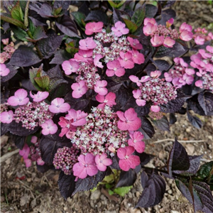 Hydrangea serrata Darerdevil