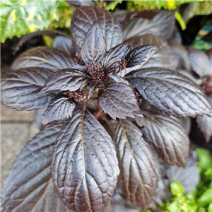 Hydrangea  Eclipse Purple