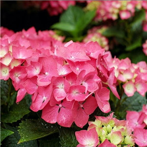 Hydrangea macrophylla Freudenstein