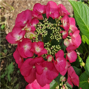 Hydrangea macrophylla Geoffrey Chabaud