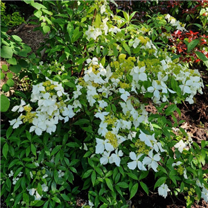 Hydrangea angustipetala Golden Crane