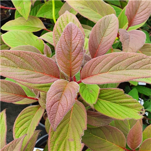 Hydrangea heteromalla Robusta