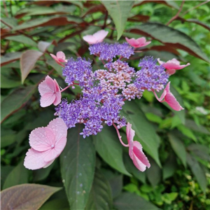 Hydrangea aspera Hot Chocolate