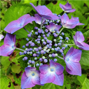 Hydrangea macrophylla Kardinal