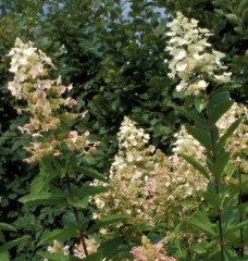 Hydrangea paniculata Kyushu