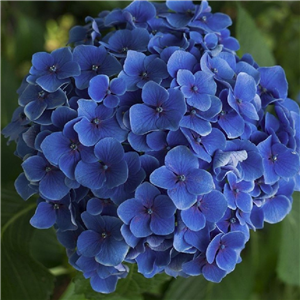 Hydrangea macrophylla Little Blue