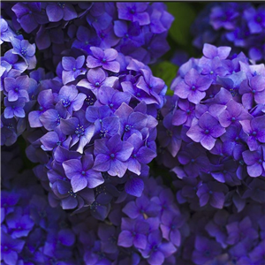 Hydrangea macrophylla Little Purple