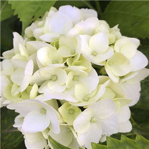 Hydrangea macrophylla Little White