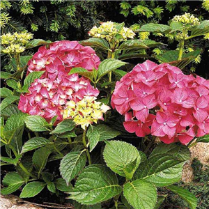 Hydrangea macrophylla Leuchtfeuer