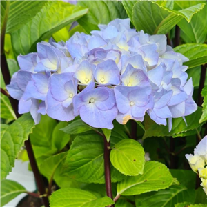 Hydrangea macrophylla Blue Ball