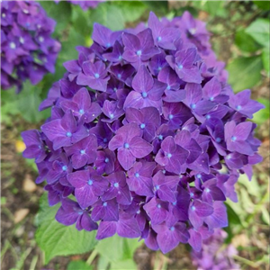 Hydrangea macrophylla Deep Purple