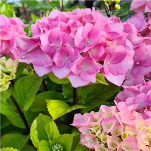 Hydrangea macrophylla Flamingo