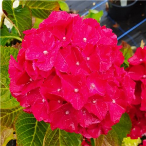 Hydrangea macrophylla Magical Allegretto