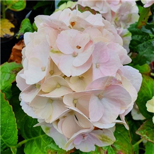 Hydrangea macrophylla Magical Blossom