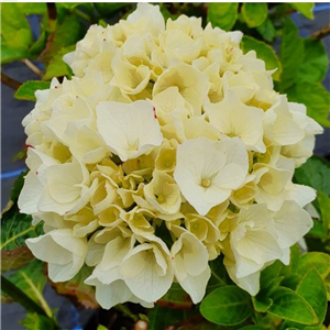 Hydrangea macrophylla Magical Bride