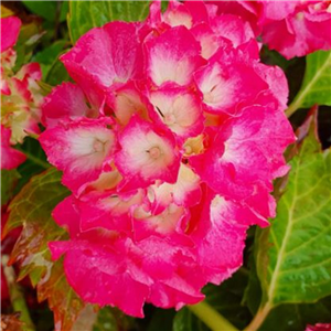 Hydrangea macrophylla Magical Candy Rock