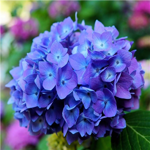 Hydrangea macrophylla Mathilde Gutges