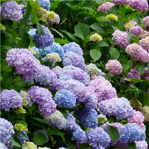 Hydrangea macrophylla Niedersachsen