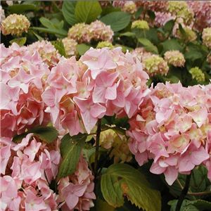 Hydrangea macrophylla Pink Ball