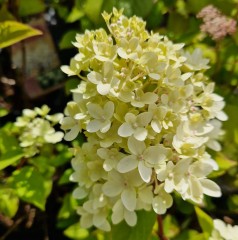 Hydrangea paniculata Magical Candle