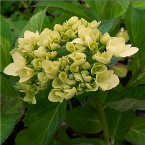 Hydrangea macrophylla Madame Emile Mouillere