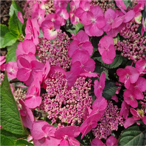 Hydrangea macrophylla Nachtigall