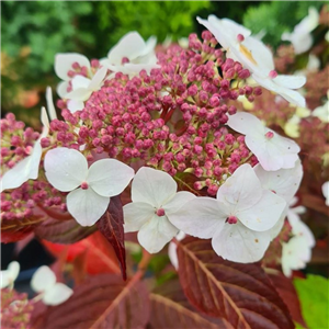 Hydrangea serrata Odoriko Amacha