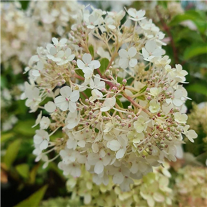 Hydrangea paniculata Bobo